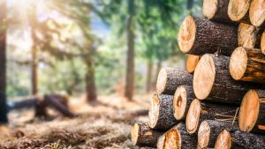 KUONDOLEWA KWA MARUFUKU YA UKATAJI MITI UTAWAFAA PAKUBWA MASEREMALA