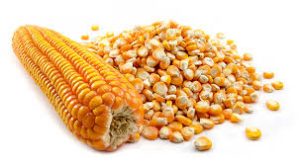 SERIKALI YAWEKA BEI MPYA ZA MBEGU ZA MAHINDI ILI KUIMARISHA USALAMA WA CHAKULA