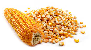 SERIKALI YAWEKA BEI MPYA ZA MBEGU ZA MAHINDI ILI KUIMARISHA USALAMA WA CHAKULA