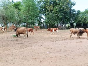 Read more about the article WITO WA AMANI BONDE LA KERIO
