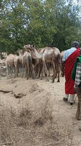 You are currently viewing NGAMIA 100 KWA WAKAAZI WA MASOL, KAUNTI YA POKOT MAGHARIBI