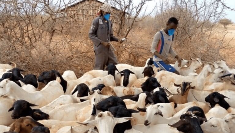 You are currently viewing PASTORAL COMMUNITIES IN LELAN, WEST POKOT COUNTY CALL FOR LIGHTNING ARRESTORS AS STRIKES THREATEN LIVES OF LOCALS AND LIVESTOCK